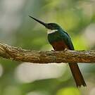 Jacamar à queue rousse