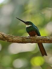 Jacamar à queue rousse