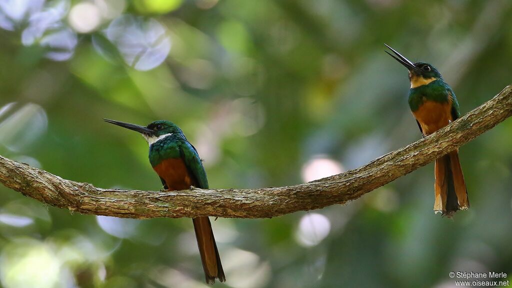 Jacamar à queue rousse