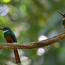 Jacamar à queue rousse