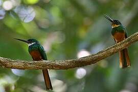 Rufous-tailed Jacamar