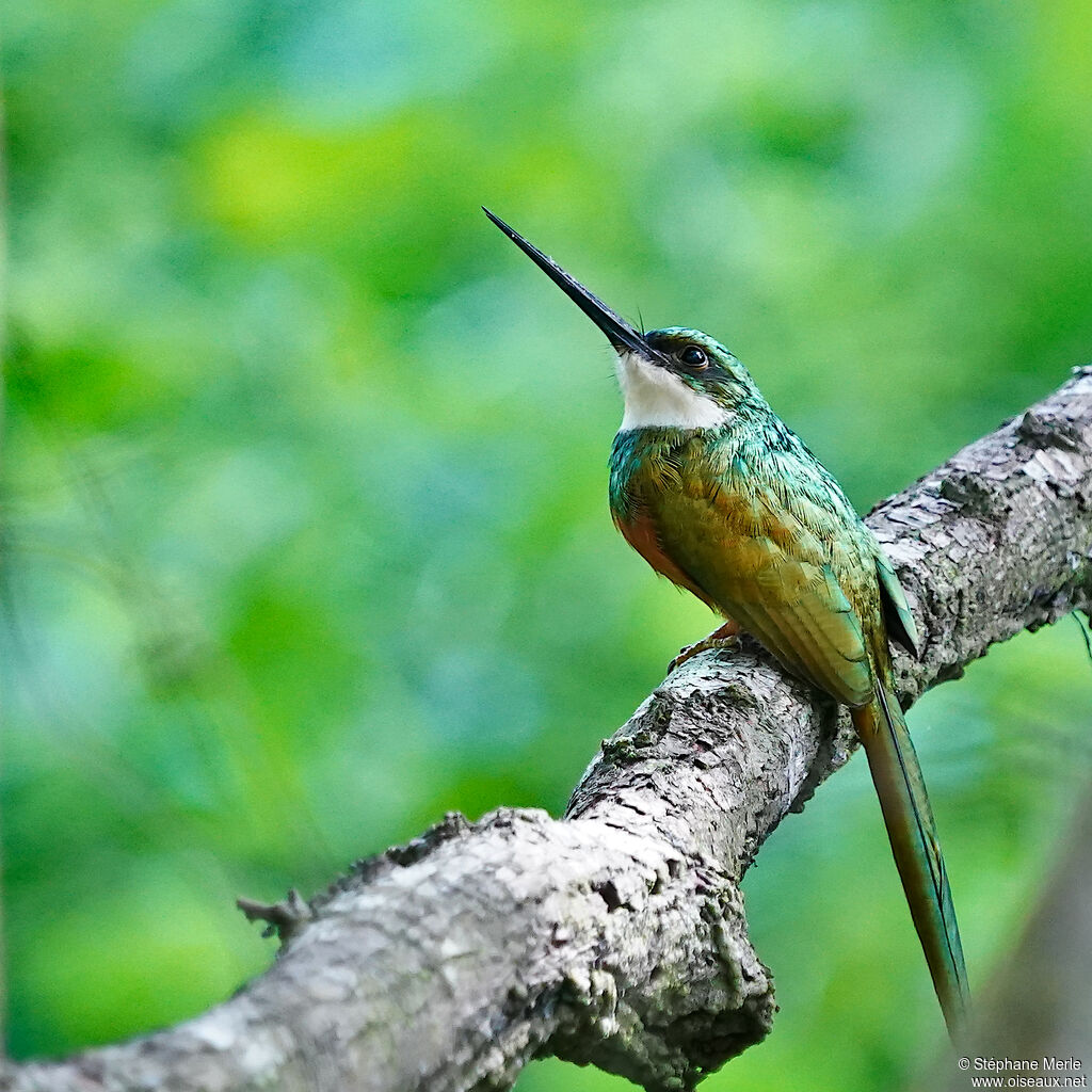 Jacamar à queue rousse mâle