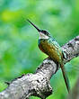 Jacamar à queue rousse