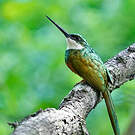 Jacamar à queue rousse