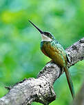 Jacamar à queue rousse