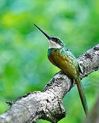 Jacamar à queue rousse