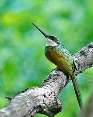 Jacamar à queue rousse