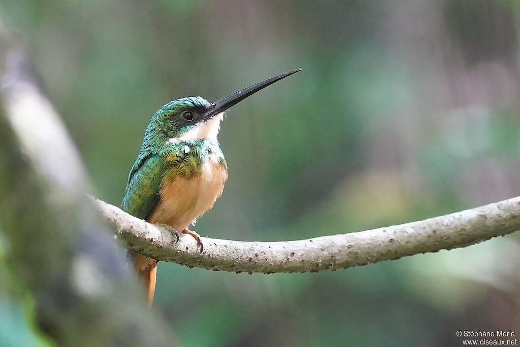 Rufous-tailed Jacamar male