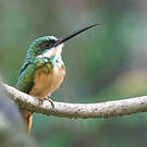 Jacamar à queue rousse