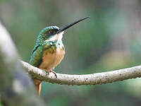 Jacamar à queue rousse