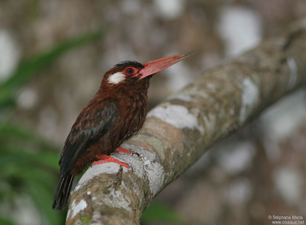 Jacamar oreillard