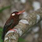 Jacamar oreillard