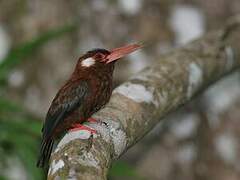 White-eared Jacamar