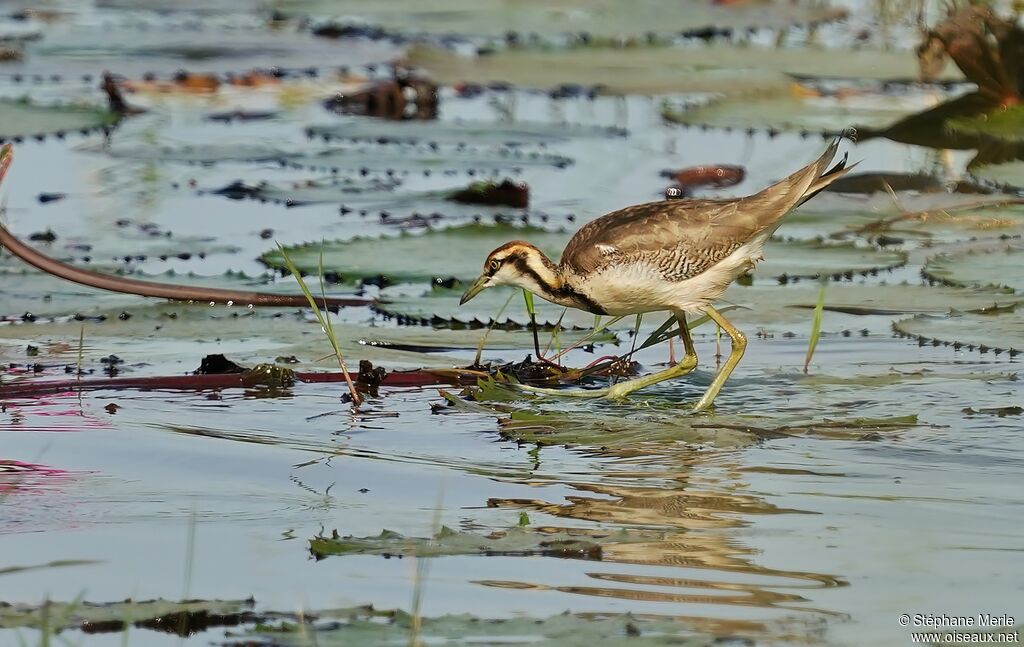 Jacana à longue queueimmature