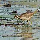 Jacana à longue queue