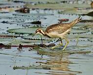 Jacana à longue queue