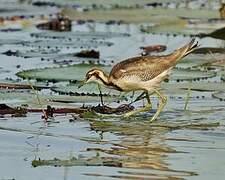 Pheasant-tailed Jacana