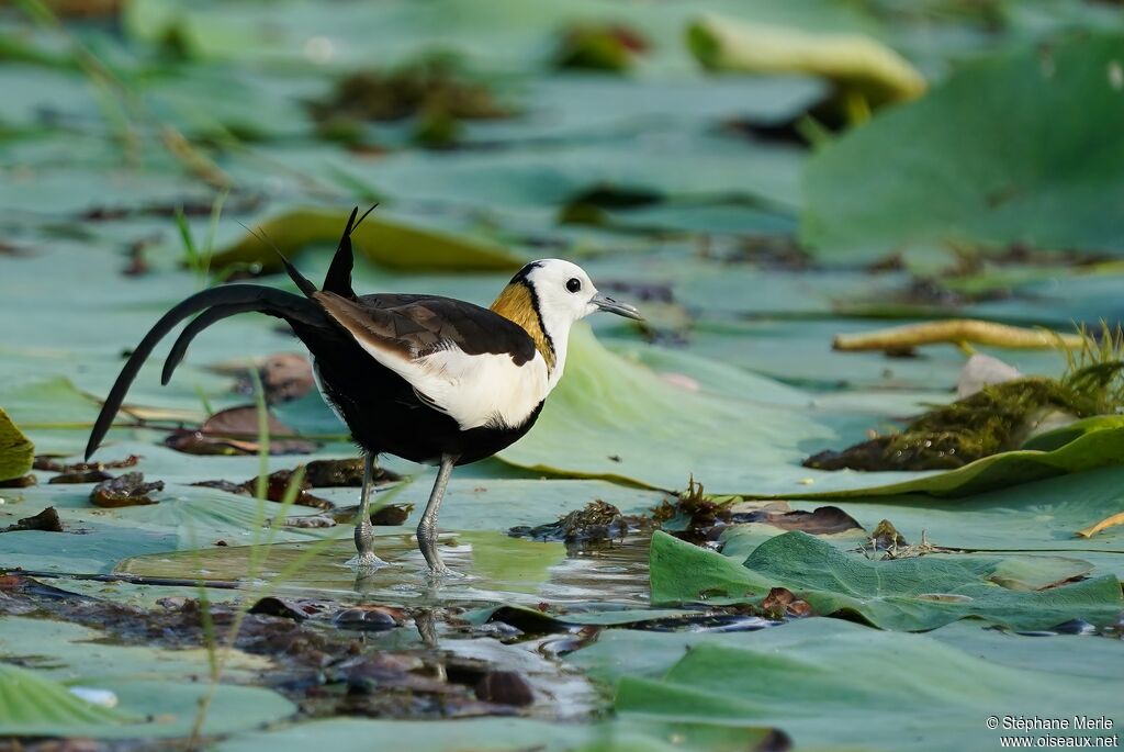 Jacana à longue queueadulte nuptial