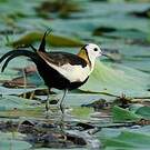 Jacana à longue queue