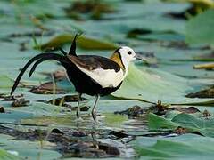 Pheasant-tailed Jacana