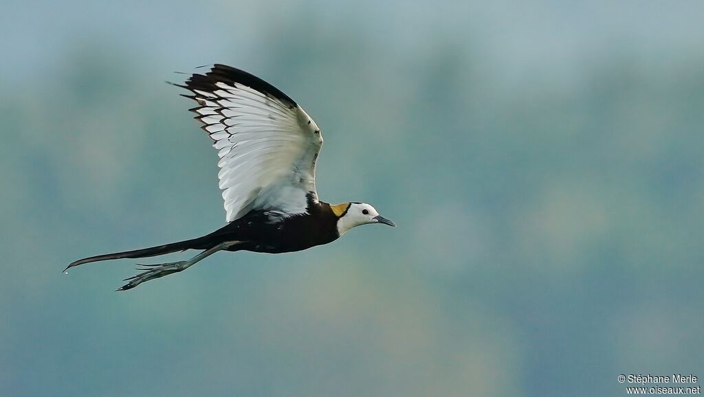 Jacana à longue queueadulte