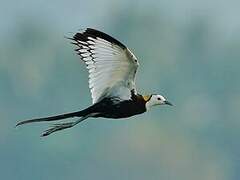 Pheasant-tailed Jacana