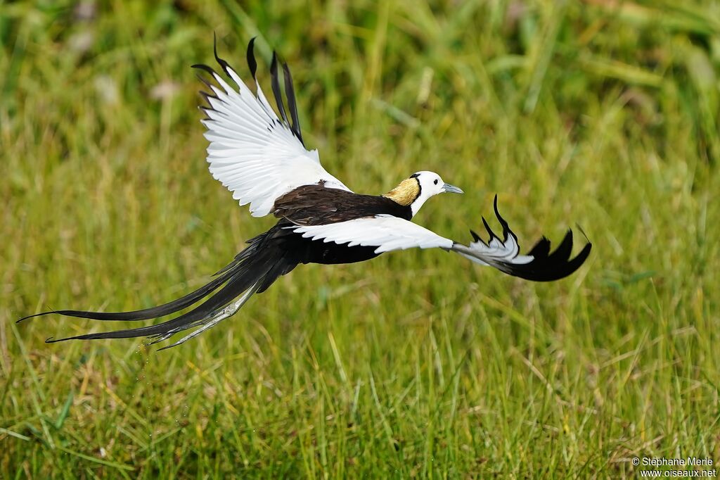 Jacana à longue queueadulte nuptial