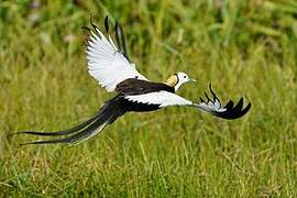 Pheasant-tailed Jacana