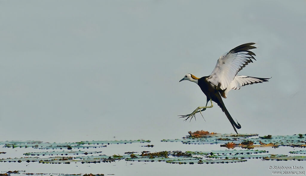 Pheasant-tailed Jacanaadult breeding