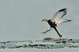 Pheasant-tailed Jacana