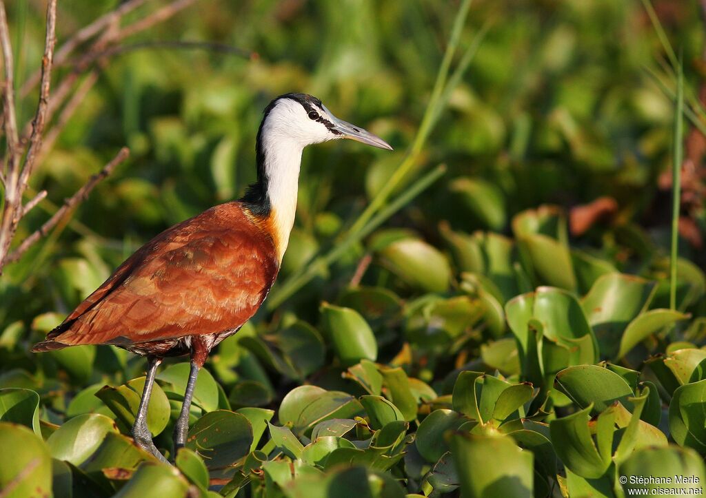 Jacana à poitrine doréeadulte