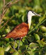 African Jacana