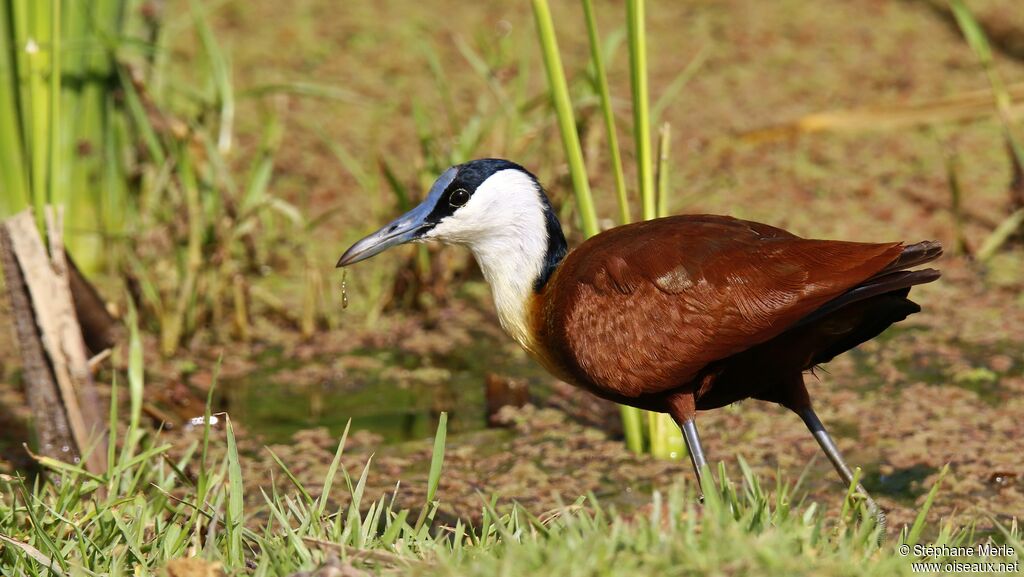 African Jacana