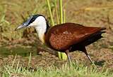 Jacana à poitrine dorée