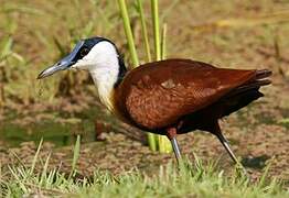 African Jacana