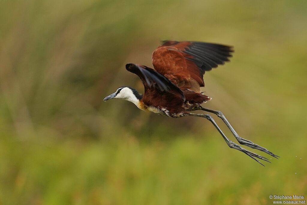 Jacana à poitrine doréeadulte