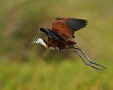 Jacana à poitrine dorée