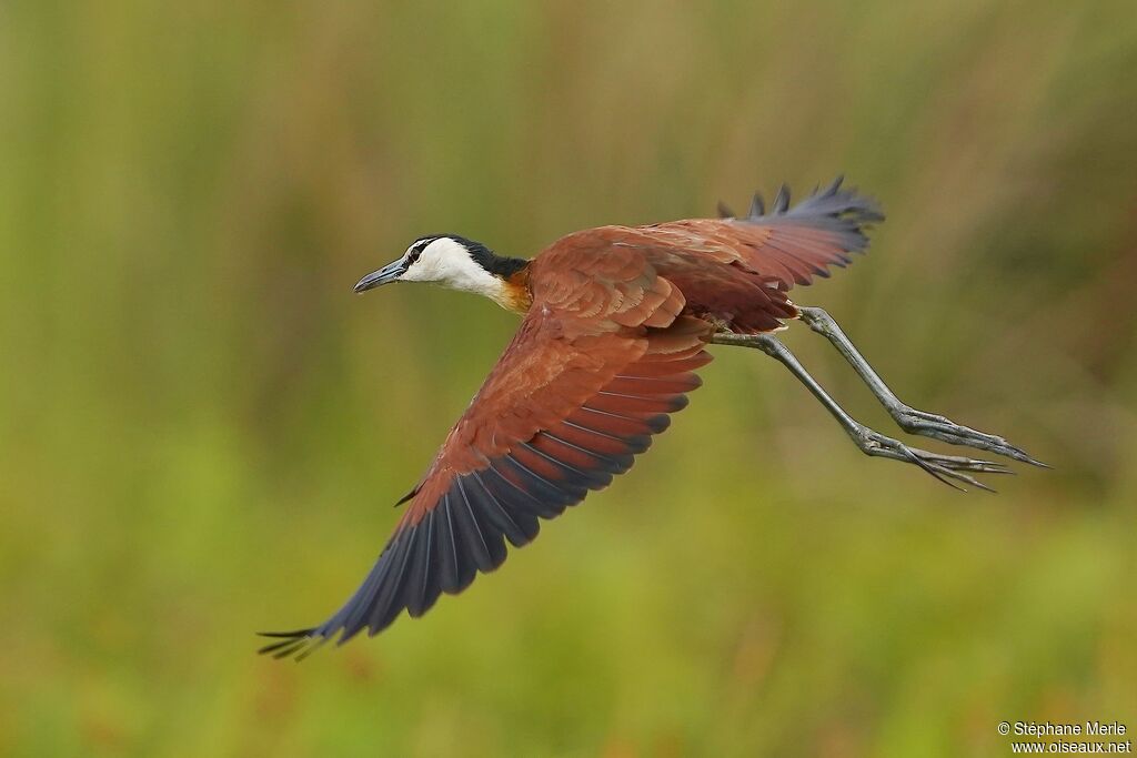 Jacana à poitrine doréeadulte