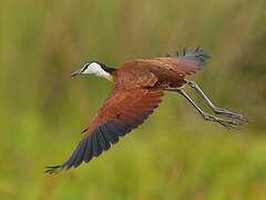 African Jacana