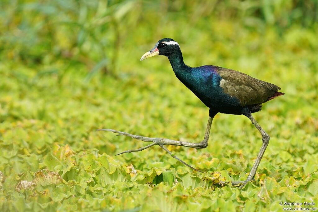 Jacana bronzéadulte