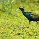Jacana bronzé