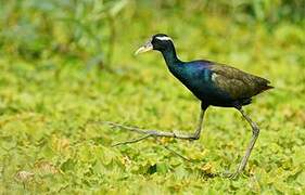 Bronze-winged Jacana