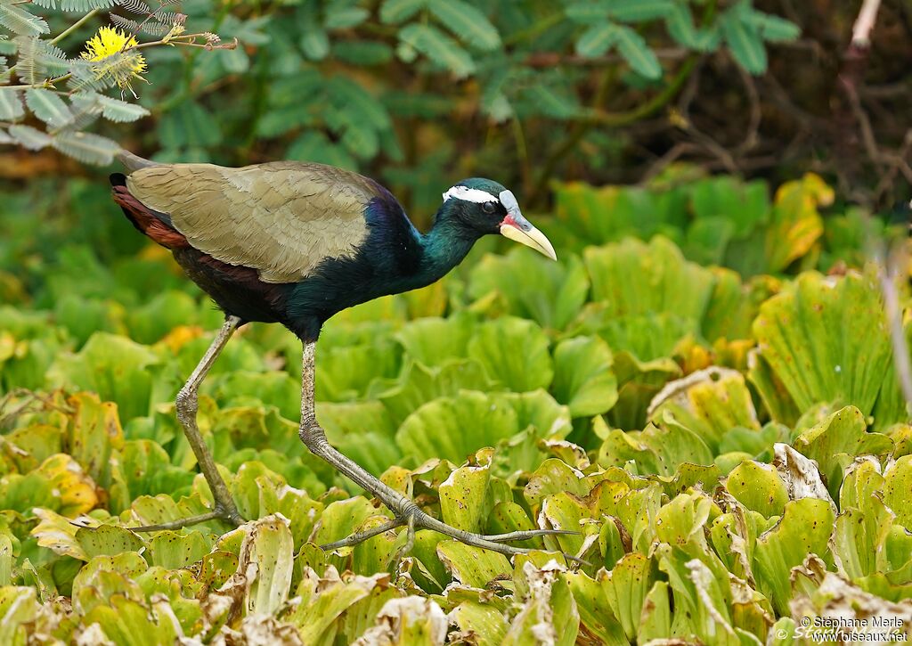 Bronze-winged Jacanaadult