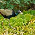 Jacana bronzé