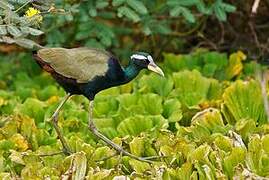 Bronze-winged Jacana