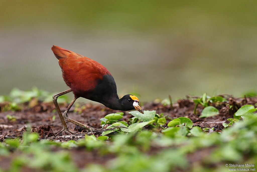 Jacana du Mexiqueadulte