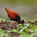 Jacana du Mexique