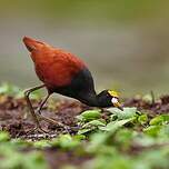 Jacana du Mexique