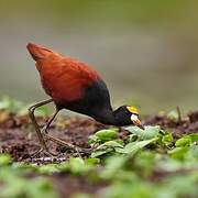 Northern Jacana