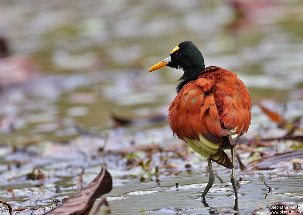 Jacana du Mexiqueadulte